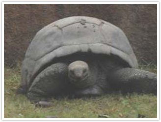 Class VII was taken to Zoological park