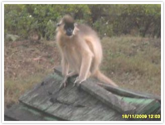 Class VII was taken to Zoological park
