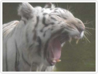 Class VII was taken to Zoological park